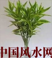 成都十二生肖养什么植物最旺财运？你知道吗！